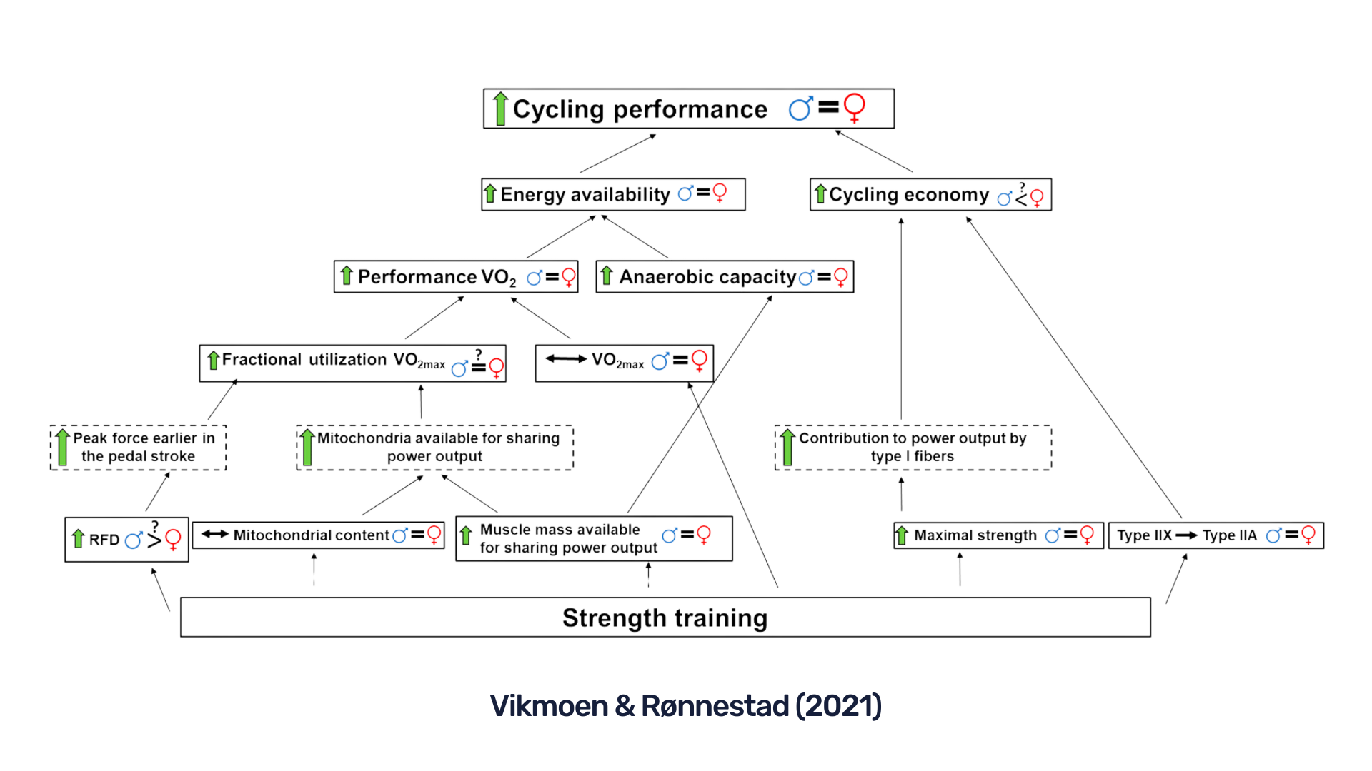 weight training for cyclists pdf